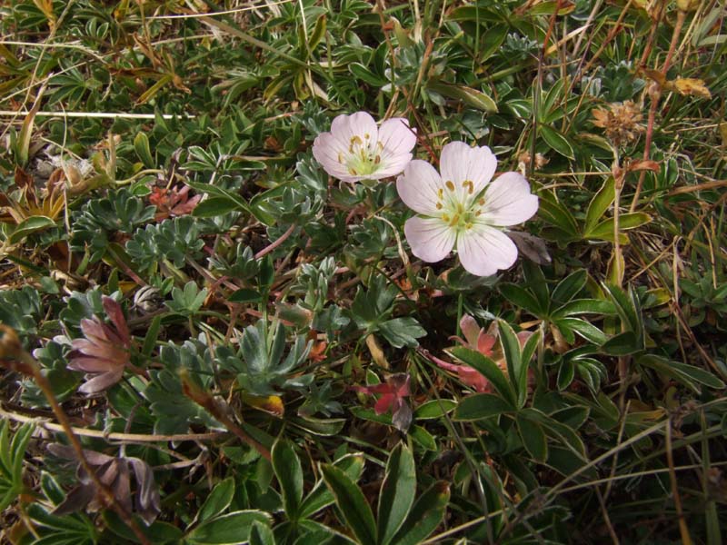 Flora del Monte Cimone